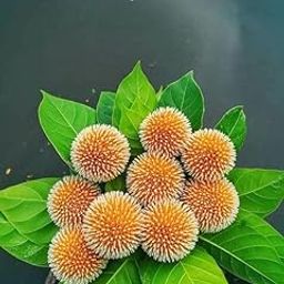 Gorgeous Glory Garden Live Real Live Kadam/Kadamb Beautiful & Charming Flower Herbal Plant - (1 Healthy Live Plant with Black plastic Pot)-image-18