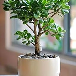 Live Jade Plant (Crassula Ovata) in Ceramic Pot, Indoor Money Tree, 25 cm Tall, Good Luck Plant-picture-20