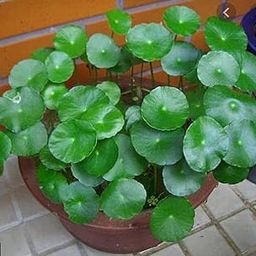 INGLIS PLANTOPIA Chinese Money Plant Pilea Peperomioides Indoor Plant Live pack of 1 With plastic pot-image-87