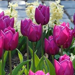 Imported Tulip Charming Flower Bulbs Winter Flower/Land Gardening Bulbs Blooming planting (Pack of 1 Purple Prince Tulip)-image-26