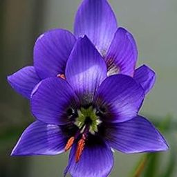 Radha Krishna Agriculture Imported Variety Ixia Flower Bulbs, African Corn Lily, Wand Flower Bulbs for Home Gardening | Grow All Season Flower Bulbs Pack of 5 Flower Bulbs-image-94