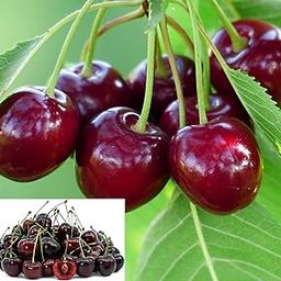 CPEYARE Rare Dwarf BING CHERRY Fruit Tree 1.5-2ft Hight-Great for Growing outdoor in a Pot-Very Sweet Perfect your garden-image-19