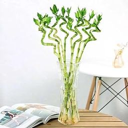 Garden Art Spiral Bamboo Sticks 50cm Nos of 4 | Live Dancing Sticks | Lucky Bamboo | Dracaena Sanderiana-image-72