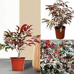 Eroanvia Live Laila Majnu (Exoecaria) Verigated Plant Healthy Hybrid Live Plant For Home Garden-image-69