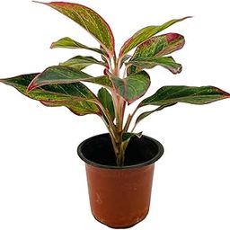 Hug A Plant | Aglaonema Red Lipstick (Aglaonema commutatum)- Live Plant (Home & Garden)-image-6
