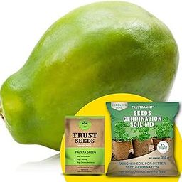 TrustBasket Premium Papaya (OP/Desi) Seeds with Free Germination Potting Soil Mix | Sow and Grow Fresh Healthy Seed in Your Garden Perfect for Home & Terrace Gardening-image-74