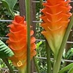 Radha Krishna Agriculture® Curcuma alismatifolia, commonly called Siam tulip Curcuma Flower Bulbs For Home Gardening Planting (Yellow, Pack Of 12 Bulbs)-image-11