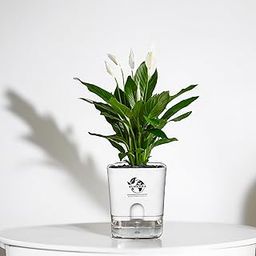 Surekha Peace Lily Live Plant with Self Watering Pot (Small Size) | Healthy Live Plants | Indoor Plants for Living Room, Gifting, indoor plants with pots for home, Home Décor & Office Desk (White Pot)-image-82