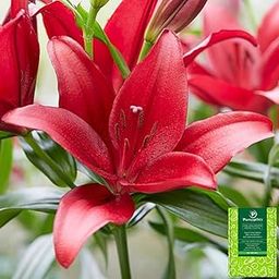 Plantogallery Asiatic Lily Flower Bulbs - Pack Of 1 Bulbs (Red)-image-95