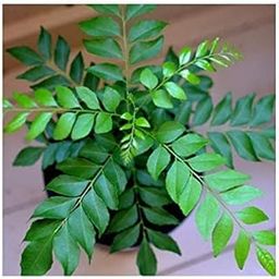 Live Kadi Patta/Curry Leaves Ayurvedic Plant (Curry patta plant)-picture-29