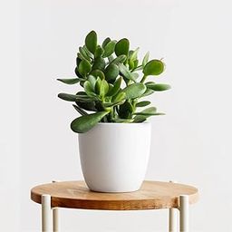CAPPL Crassula Ovata Jade Best Indoor Plant With 3" Plastic Flower Pot - For Balcony, Living Room, Gift, Office Desk-picture-15