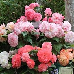 Begonia Imported Double Flower Bulbs for Home and Gardening | Pack of 1 Bulbs (Mixcolor)-image-70