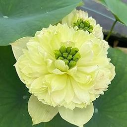 ALOCHUZ LOTUSE TUBER (GREEN APPLE LOTUS) OUTDOOR & INDOOR PLANT//PACK OF 1-image-3