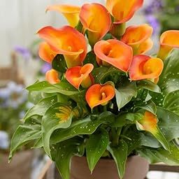 Audbhidhi Zantedeschia Calla Lily Flower Bulbs 100% Imported Rare Variety For All Season Home Gardening Planting (Pack Of 1 ) Orange Colour-image-27