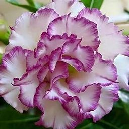Guruji Plantation Adenium Bonsai Looking Plant Indoor or Outdoor Plant, For Home and Garden, with Pot, Multicolor(Pack of 1)-image-21