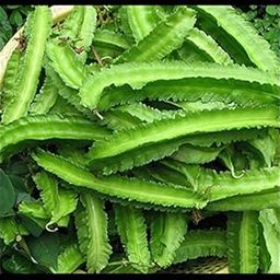 Creative Farmer Vegetable Seeds Goa Bean Seeds - Winged Beans Seeds Perennial Seasonal Vegetable Garden Home Garden Seeds-image-21