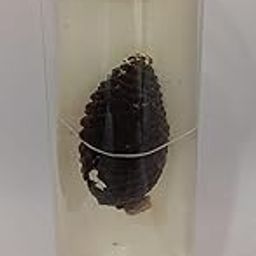 Pinus Female Specimen (Botany Specimen) Brand OM Labs-16