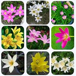 Andhagnai Greens Rain Lily Flower Bulbs for Home Plant and Gardening Pack of 5-image-86