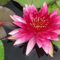 Water Lily kit - Pond Plants Water Lilies Aquatic Plants-Bareroot-[100 Seeds]-image-72
