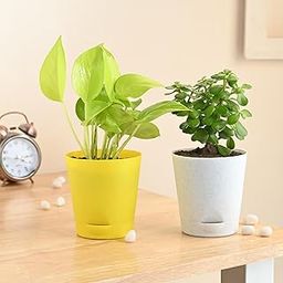 FlowerAura Air Purify Set of 2 (Jade Plant & Golden Money Plant) Live Indoor Plants in Plastic Pots For Home/Office Decor & For Birthday Gift, Anniversary Gift, Mother's Day Gift-image-43