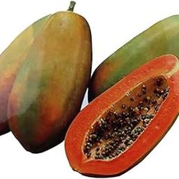F1 Hybrid Papaya red lady seeds/papaya seeds 30-image-29