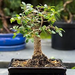 China Bot Tree Live Plant (Pack of 2)-image-5