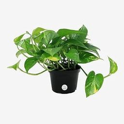 Good Luck Money Plant Variegated With Self Watering Black Pot w5-44