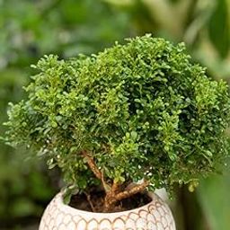 Oxygen giving indoor plants for living room,indoor living room oxygen giving plants,Kamini plant (Pack of 1)-image-36