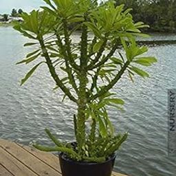 Mphmi Nurseryplant Euphorbia neriifolia - Succulent Plant-image-82