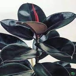 Live Rubber Plant (Ficus Elastica), Indoor Houseplant with Decorative Pot-image-91