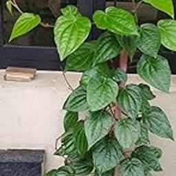 Desi Betel Leaf Plant/Pan Plant Pack Of 1 Plant-image-49