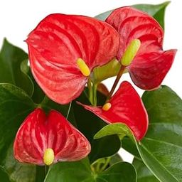The Four Seasons Anthurium Red | Andraeanum Flamingo Flower | Miniature Variety | Rare natural Live Plant in Pot-image-61