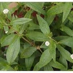 Dipa Bhringraj Seeds (pack of 100 seeds)-image-82