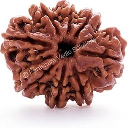 ARKAM Eight Mukhi Rudraksha Certified/Original Nepali 8 Mukhi Rudraksh/Natural 8 faced Rudraksha (Brown) with Certificate and Puja Instructions-13