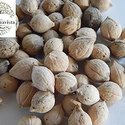 Kapebonavista® Putrajeevak Seed Putrajivak Beej Jiyopota Putranjiva roxburghii 50 Seeds for Germination-image-3