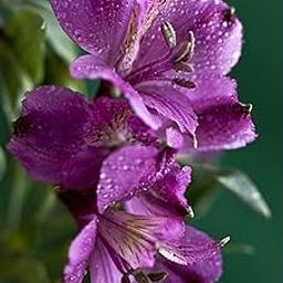 Radha Krishna Agriculture® Alstroemeria Imported Lavender Color Flower Bulbs For Gardening (Pack Of 1 Bulbs)-image-67
