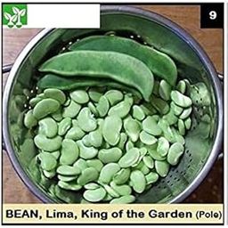 VibeX LIMA KING OF THE GARDEN POLE BEAN-100 Seeds-image-67