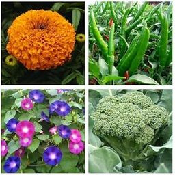 Seeds Combo of Marigold Orange Flowers, Chilly Rocket, Morning Glory Flowers & Broccoli Seeds (GMO-Free)-image-85