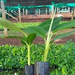 Sanju Live Plant Exotic Fruit Sweet G9 Yellow Banana Rare All Season (1 Healthy Live Sweet Tissue Culture Fruit Plant)-image-35