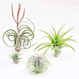 Mphmi Seedless Plant Low Maintenance Plants Best 4 Elegant Air Plants Pack-picture-31