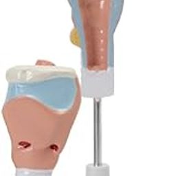 HUMAN LARYNX MODEL (Mounted on base with key card)-picture-30