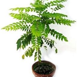 UGALOO PLANT Live Curry Sweet Neem Leaves Plant meethi neem Curry patta (Curry patta plant)-picture-14