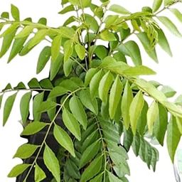 The Entacloo Curry Leaf Plant (LV-242)-picture-12