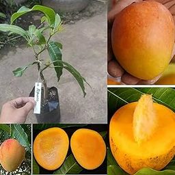 CPEYARE Ratnagiri Alphonso Mango Plant Grafted (Height 2-3 Feet) Furit After 1.5-3 Year Hybrid Outdoor Mango Fruit Tree Hybrid Live Plant For Home Garden Fresh - 5 Gm test to good-image-32