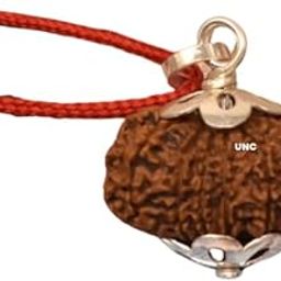 12 Mukhi Rudraksha - 20mm With Capping, 12 Face Original Nepal Rudraksha - 12 मुखी रुद्राक्ष Twelve Mukhi Certified Nepali-picture-18
