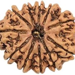 MAA SHAKTI GEMS Gyarah Mukhi Rudraksha IGL Lab Certified Brown Eleven Face Rudraksha Nepali Beads ग्‍यारह मुखी रुद्राक्ष For Make Pendant Mala 11 Mukhi Rudraksha For Women-11