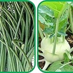 Agnico Knol Khol (50 Seed) And Singra (100 Seed) Vegetable Seeds Pack.-image-96