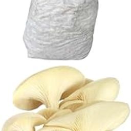 BM MUSHROOMS Pleurotus Florida Oyster Mushroom Spawn | White Oyster 200 gm + 2 PP Grow Bags | First Generation-30