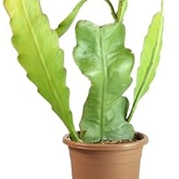 VH Veryhom Brahma Kamal Live Plant, Queen Of Nights | Saussurea Obvallata Live Plant | Unraveling The Mysteries Of The Queen Of Himalayan Flowers | Ideal For Indoor & Outdoor-image-58