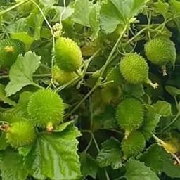 Akakara boda kakara spyny gourd Plants seeds (Anacyclus Pyrethrum), Male and Female Plants Set, Traditional Medicinal Plant rich in vitamins and antioxidants blood sugar levels-image-2